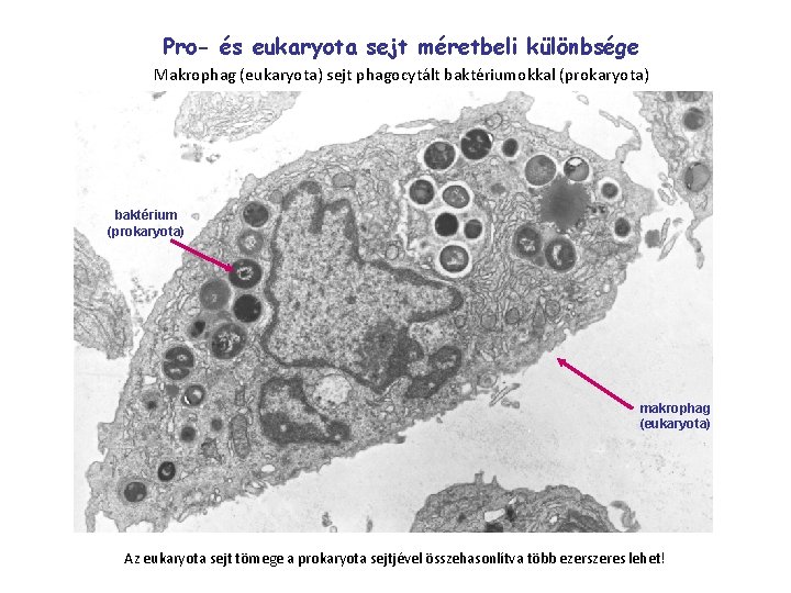 Pro- és eukaryota sejt méretbeli különbsége Makrophag (eukaryota) sejt phagocytált baktériumokkal (prokaryota) baktérium (prokaryota)