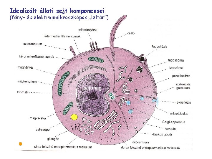 Idealizált állati sejt komponensei (fény- és elektronmikroszkópos „leltár”) 