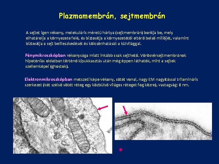 Plazmamembrán, sejtmembrán A sejtet igen vékony, molekuláris méretű hártya (sejtmembrán) borítja be, mely elhatárolja