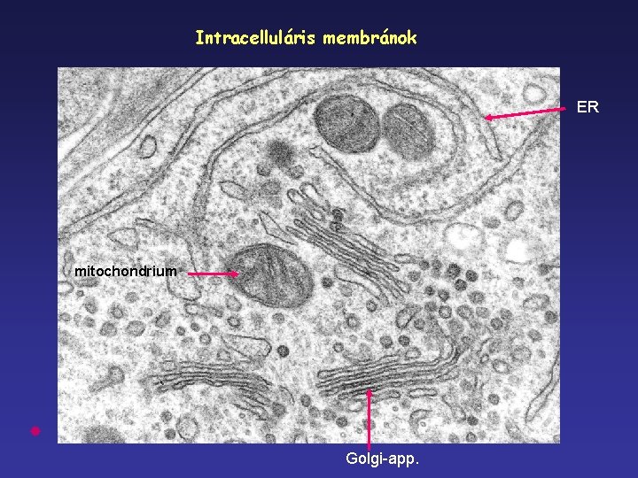 Intracelluláris membránok ER mitochondrium Golgi-app. 