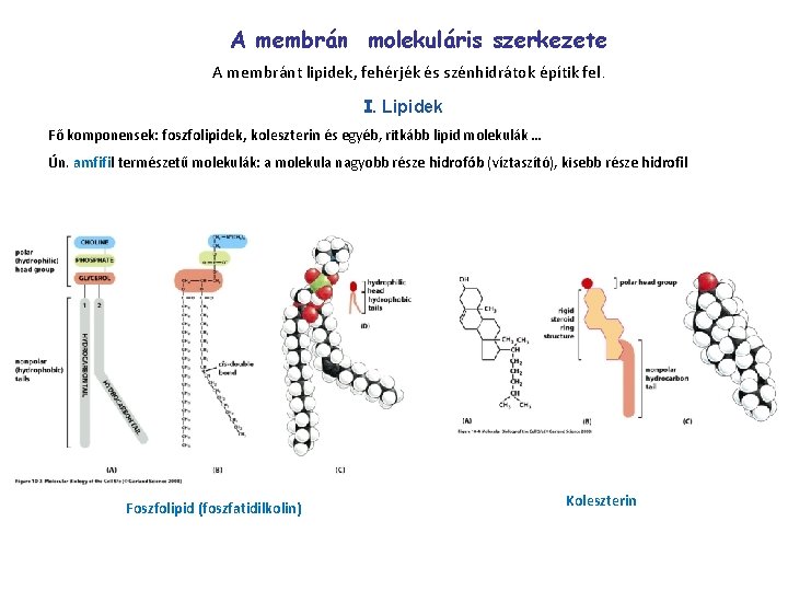 A membrán molekuláris szerkezete A membránt lipidek, fehérjék és szénhidrátok építik fel. I. Lipidek
