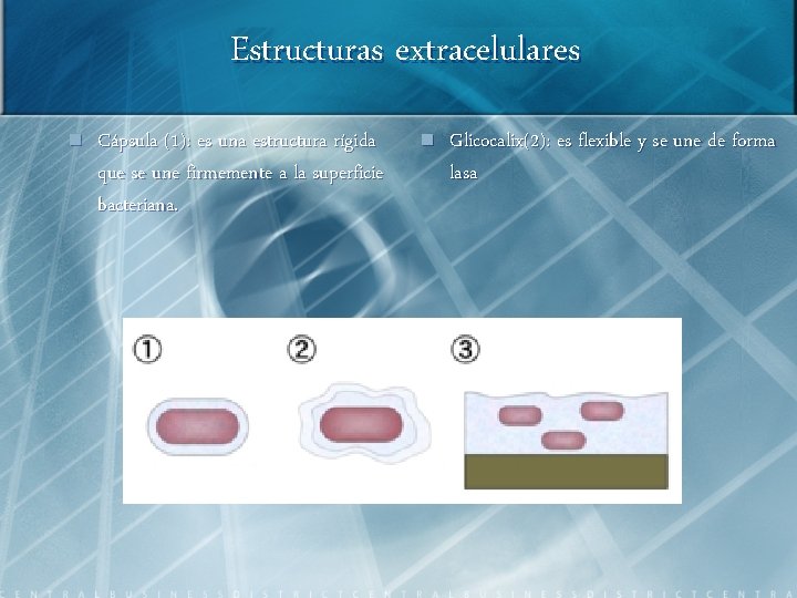 Estructuras extracelulares n Cápsula (1): es una estructura rígida que se une firmemente a