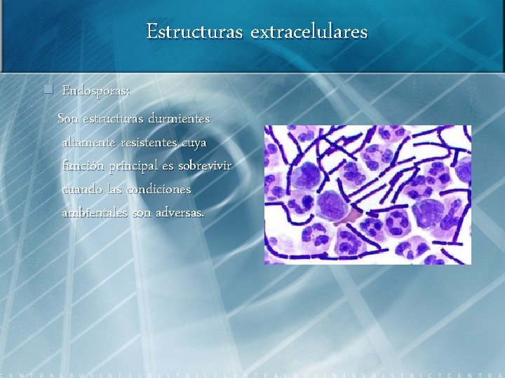 Estructuras extracelulares n Endosporas: Son estructuras durmientes altamente resistentes cuya función principal es sobrevivir