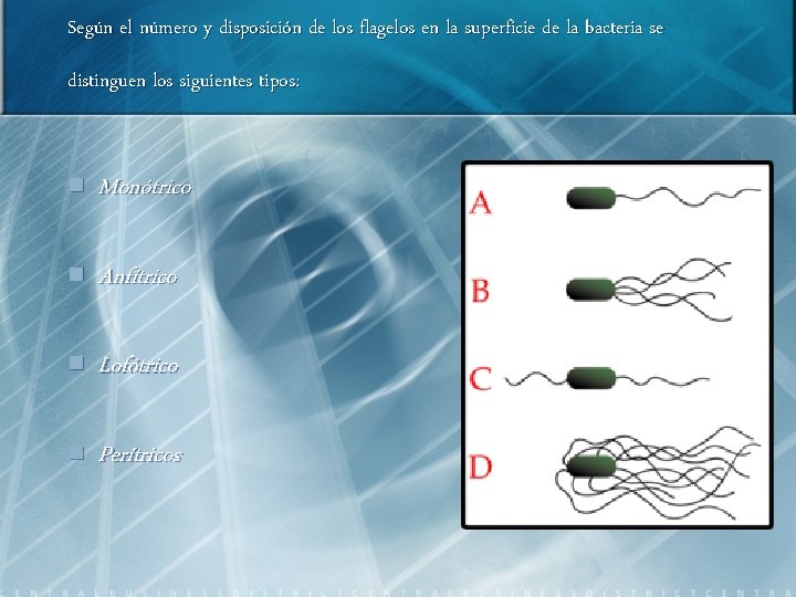 Según el número y disposición de los flagelos en la superficie de la bacteria