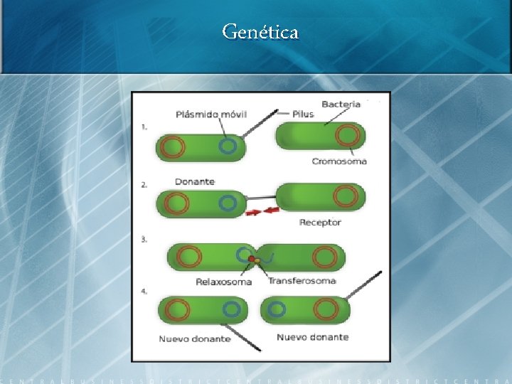 Genética 