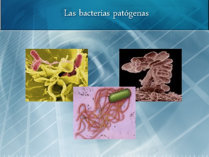 Las bacterias patógenas 