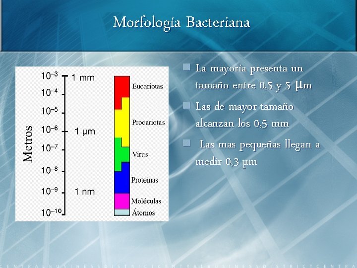 Morfología Bacteriana n La mayoría presenta un tamaño entre 0, 5 y 5 μm