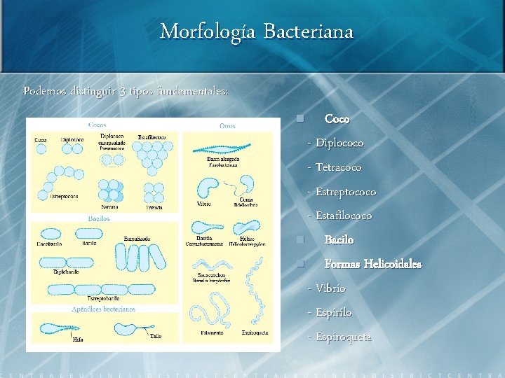 Morfología Bacteriana Podemos distinguir 3 tipos fundamentales: n Coco - Diplococo - Tetracoco -