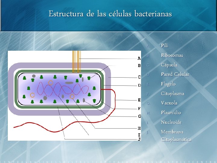 Estructura de las células bacterianas A. B. C. D. E. F. G. H. I.