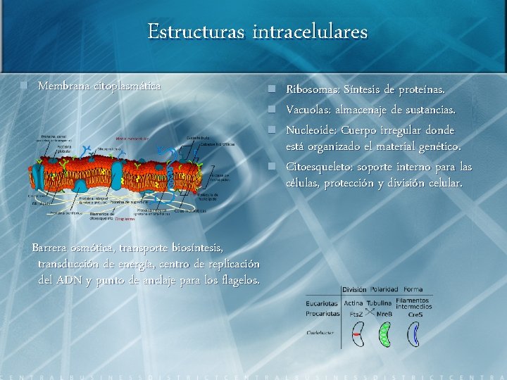 Estructuras intracelulares n Membrana citoplasmática n n Barrera osmótica, transporte biosíntesis, transducción de energía,