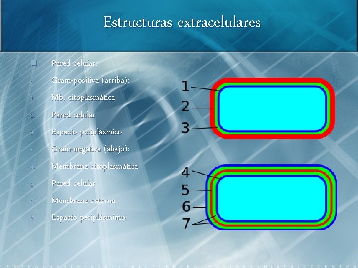 Estructuras extracelulares n 1. 2. 3. 4. 5. 6. 7. Pared celular: Gram-positiva (arriba):