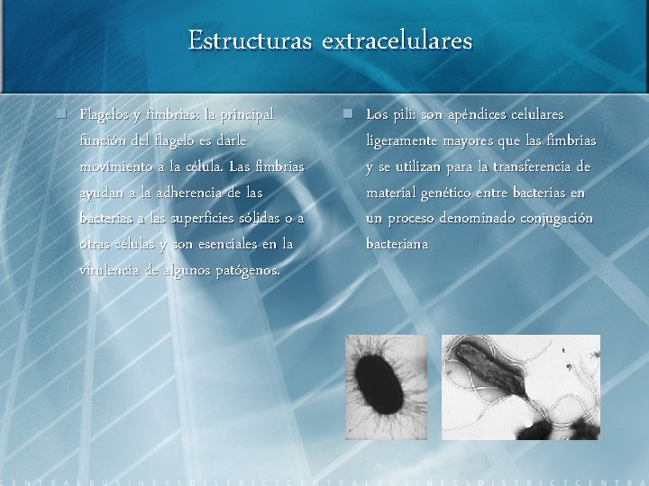 Estructuras extracelulares n Flagelos y fimbrias: la principal función del flagelo es darle movimiento