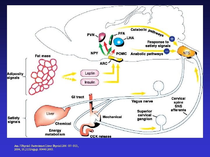 Am J Physiol Gastrointest Liver Physiol 286: G 7 -G 13, 2004; 10, 1152/ajpgi.