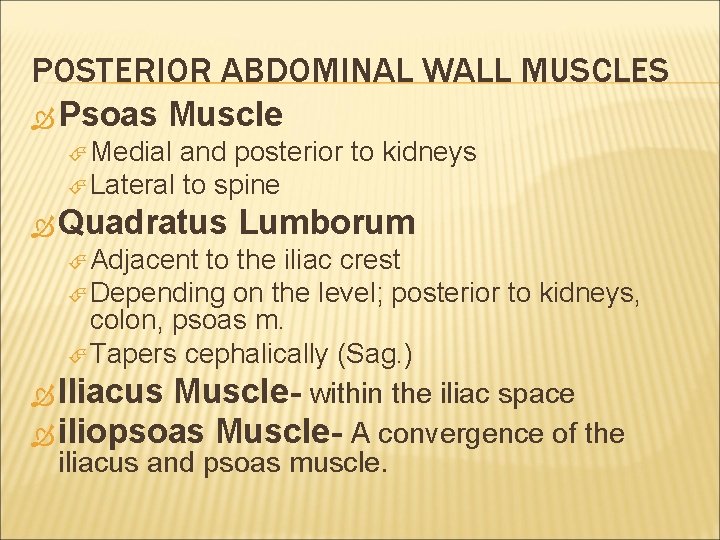 POSTERIOR ABDOMINAL WALL MUSCLES Psoas Muscle Medial and posterior to kidneys Lateral to spine