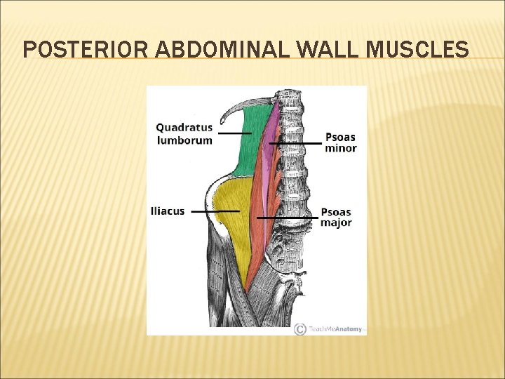 POSTERIOR ABDOMINAL WALL MUSCLES 