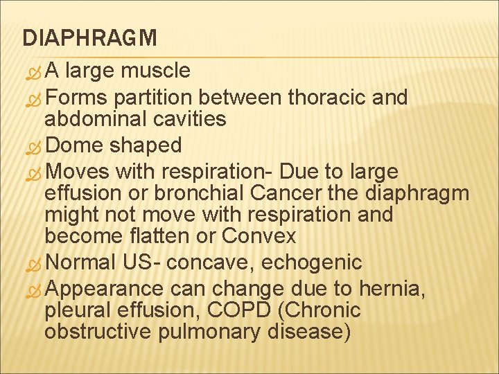 DIAPHRAGM A large muscle Forms partition between thoracic and abdominal cavities Dome shaped Moves
