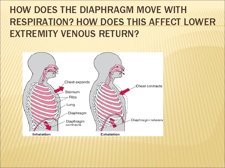 HOW DOES THE DIAPHRAGM MOVE WITH RESPIRATION? HOW DOES THIS AFFECT LOWER EXTREMITY VENOUS