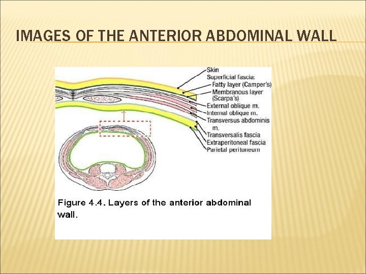 IMAGES OF THE ANTERIOR ABDOMINAL WALL 