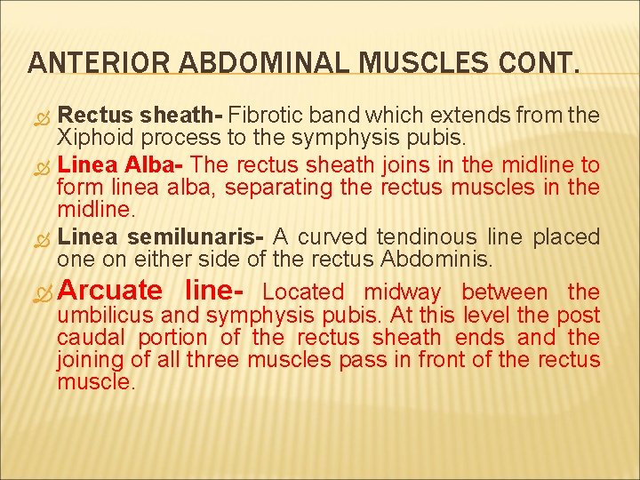 ANTERIOR ABDOMINAL MUSCLES CONT. Rectus sheath- Fibrotic band which extends from the Xiphoid process