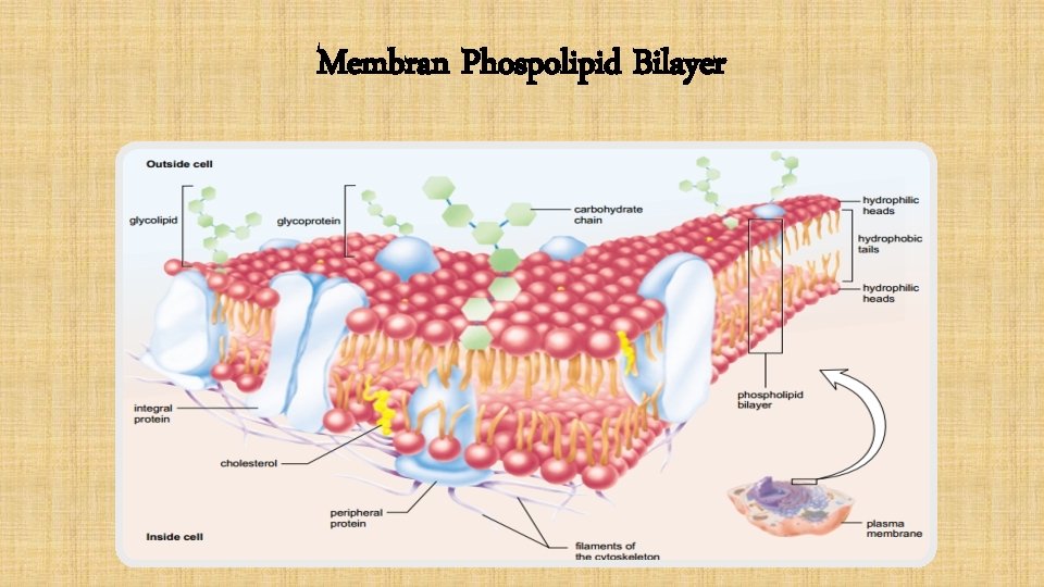 Membran Phospolipid Bilayer 