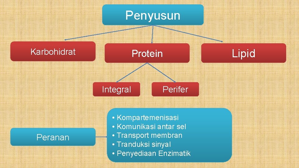 Penyusun Karbohidrat Protein Integral Peranan Perifer • Kompartemenisasi • Komunikasi antar sel • Transport