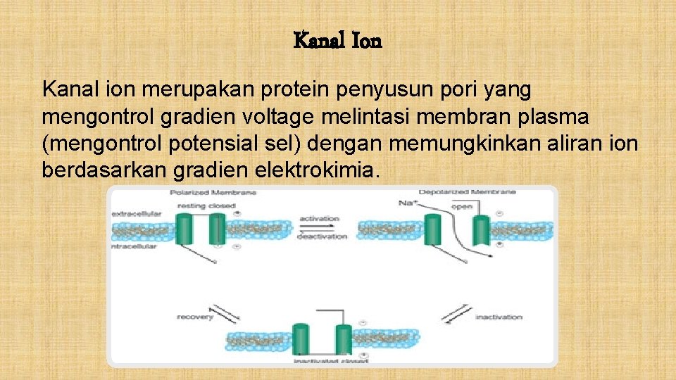 Kanal Ion Kanal ion merupakan protein penyusun pori yang mengontrol gradien voltage melintasi membran