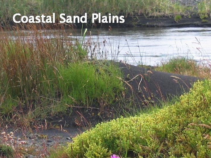 Coastal Sand Plains 