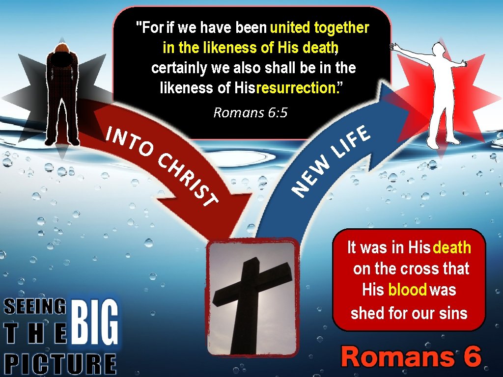 "For if we have been united together in the likeness of His death, certainly