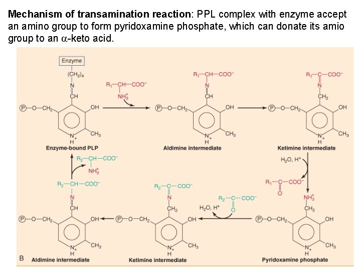 Mechanism of transamination reaction: PPL complex with enzyme accept an amino group to form Mechanism of transamination reaction: PPL complex with enzyme accept an amino group to form