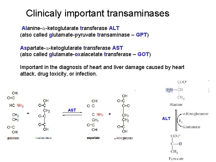 Clinicaly important transaminases Alanine-a-ketoglutarate transferase ALT (also called glutamate-pyruvate transaminase – GPT) Aspartate-a-ketoglutarate transferase