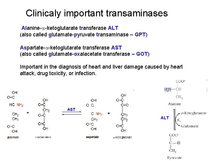 Clinicaly important transaminases Alanine-a-ketoglutarate transferase ALT (also called glutamate-pyruvate transaminase – GPT) Aspartate-a-ketoglutarate transferase Clinicaly important transaminases Alanine-a-ketoglutarate transferase ALT (also called glutamate-pyruvate transaminase – GPT) Aspartate-a-ketoglutarate transferase