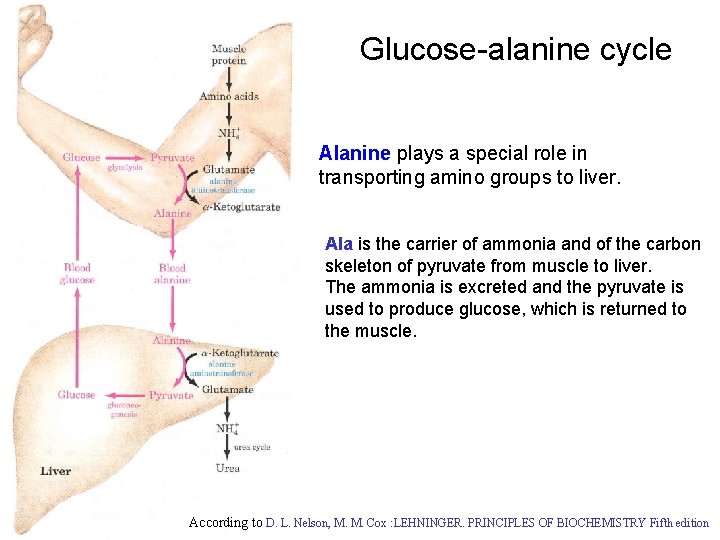 Glucose-alanine cycle Alanine plays a special role in transporting amino groups to liver. Ala Glucose-alanine cycle Alanine plays a special role in transporting amino groups to liver. Ala