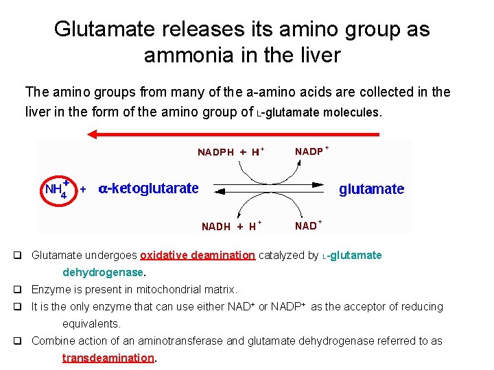 Glutamate releases its amino group as ammonia in the liver The amino groups from