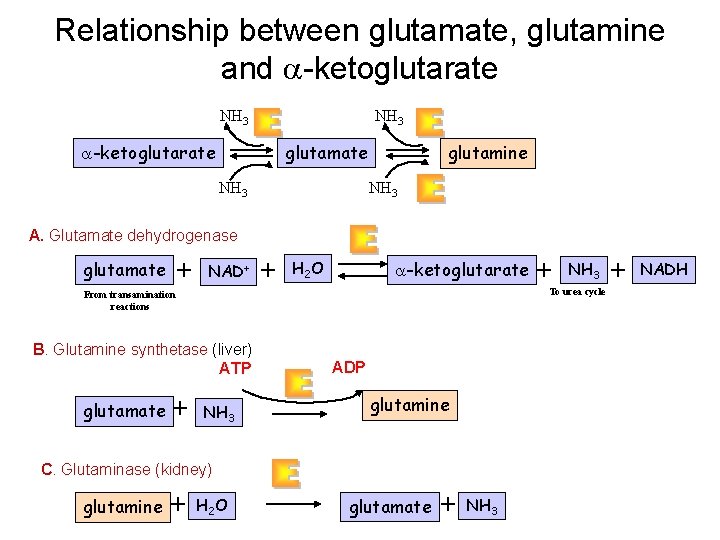 Relationship between glutamate, glutamine and a-ketoglutarate NH 3 glutamate a-ketoglutarate NH 3 glutamine NH