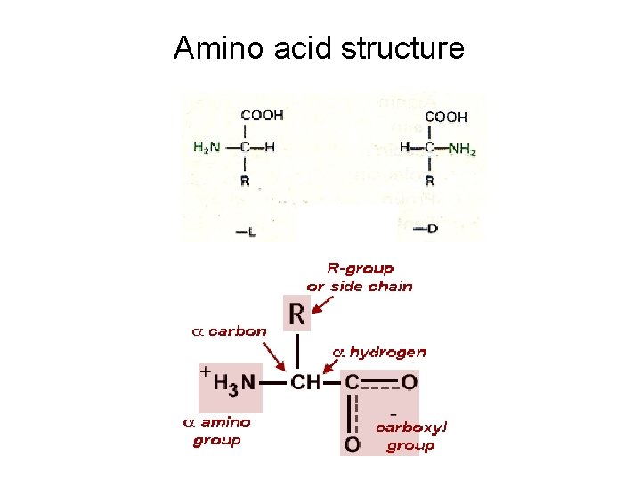 Amino acid structure Amino acid structure