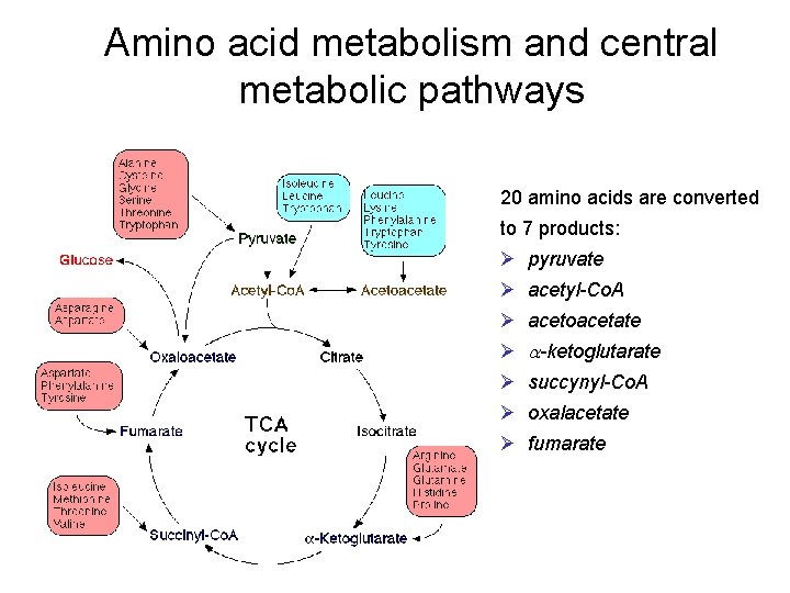 Amino acid metabolism and central metabolic pathways 20 amino acids are converted to 7