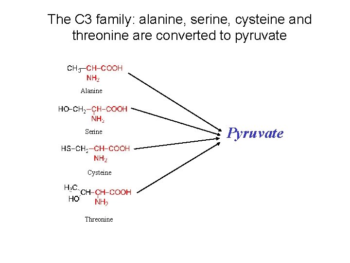 The C 3 family: alanine, serine, cysteine and threonine are converted to pyruvate Alanine The C 3 family: alanine, serine, cysteine and threonine are converted to pyruvate Alanine