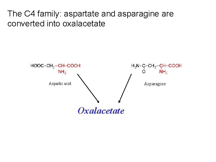 The C 4 family: aspartate and asparagine are converted into oxalacetate Asparagine Aspartic acid