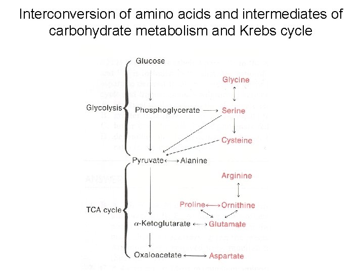 Interconversion of amino acids and intermediates of carbohydrate metabolism and Krebs cycle 