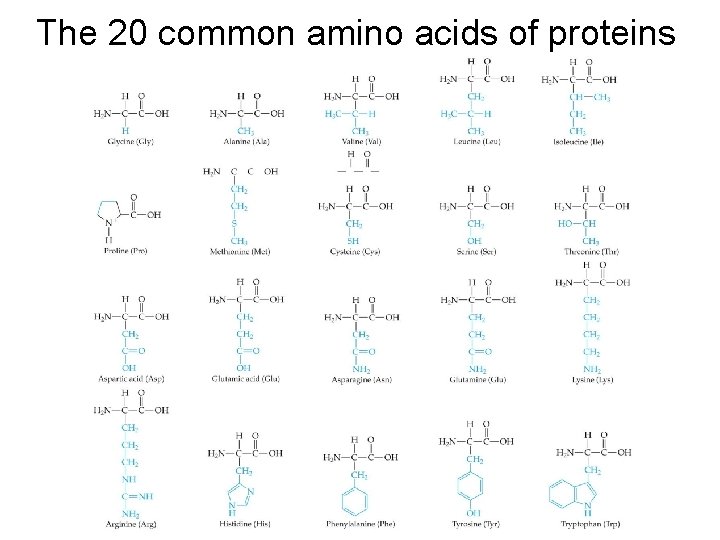 The 20 common amino acids of proteins 