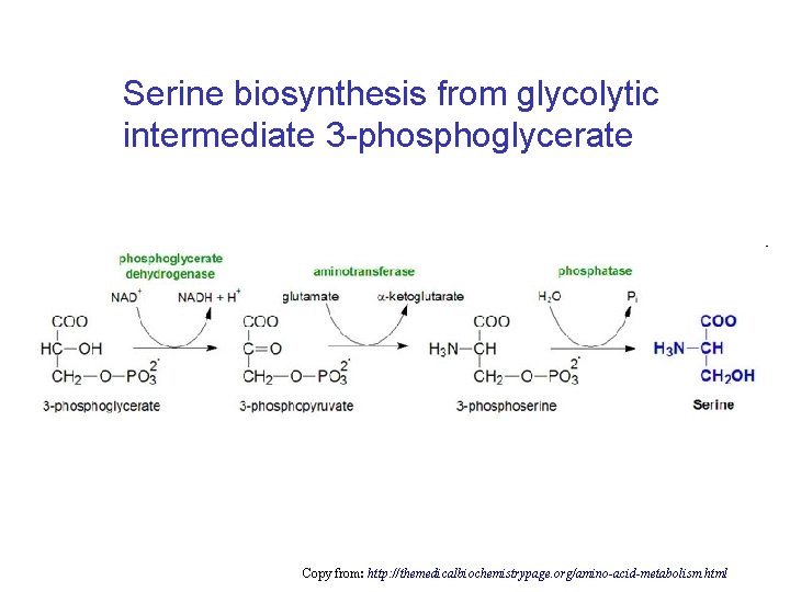 Serine biosynthesis from glycolytic intermediate 3 -phosphoglycerate Copy from: http: //themedicalbiochemistrypage. org/amino-acid-metabolism. html Serine biosynthesis from glycolytic intermediate 3 -phosphoglycerate Copy from: http: //themedicalbiochemistrypage. org/amino-acid-metabolism. html
