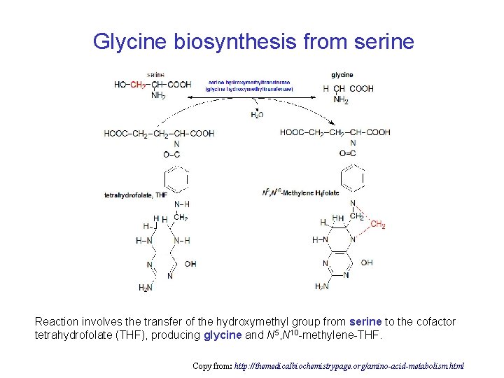 Glycine biosynthesis from serine Reaction involves the transfer of the hydroxymethyl group from serine