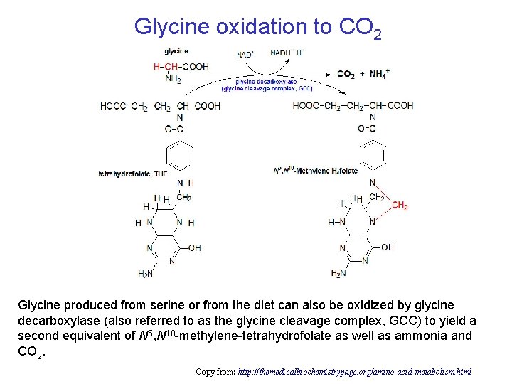 Glycine oxidation to CO 2 Glycine produced from serine or from the diet can Glycine oxidation to CO 2 Glycine produced from serine or from the diet can