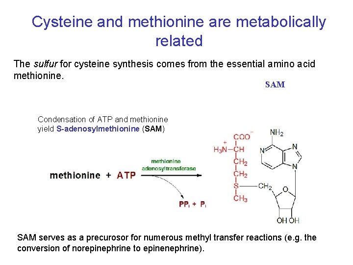 Cysteine and methionine are metabolically related The sulfur for cysteine synthesis comes from the Cysteine and methionine are metabolically related The sulfur for cysteine synthesis comes from the
