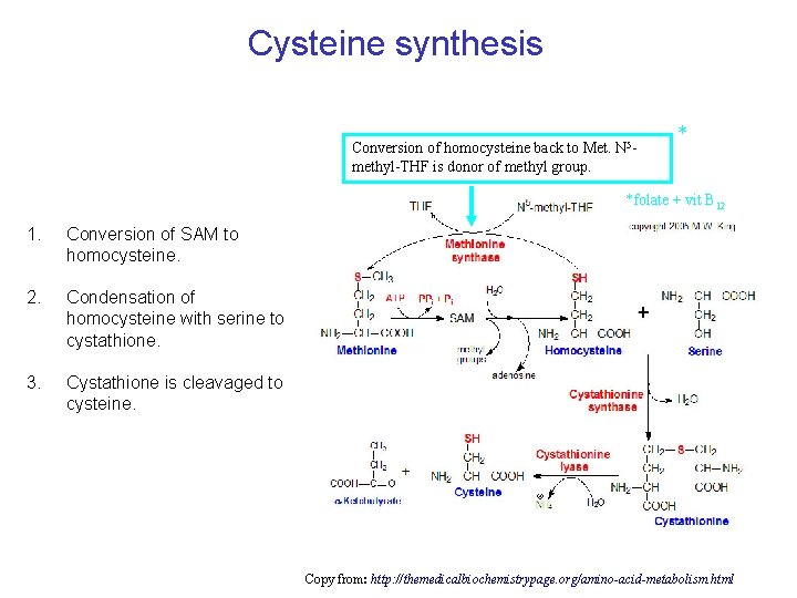 Cysteine synthesis Conversion of homocysteine back to Met. N 5 methyl-THF is donor of Cysteine synthesis Conversion of homocysteine back to Met. N 5 methyl-THF is donor of