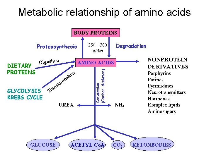 Metabolic relationship of amino acids BODY PROTEINS Proteosynthesis on i t ina am GLYCOLYSIS