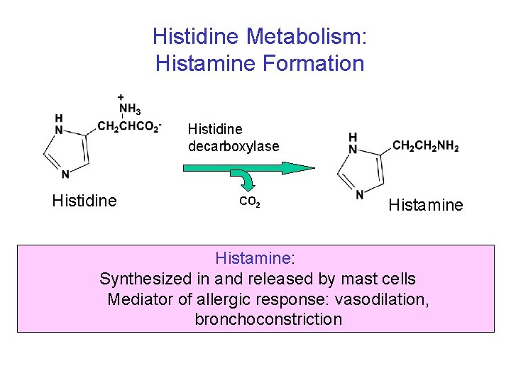 Histidine Metabolism: Histamine Formation Histidine decarboxylase Histidine CO 2 Histamine: Synthesized in and released Histidine Metabolism: Histamine Formation Histidine decarboxylase Histidine CO 2 Histamine: Synthesized in and released