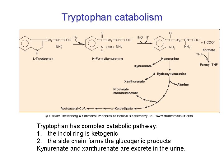 Tryptophan catabolism Tryptophan has complex catabolic pathway: 1. the indol ring is ketogenic 2. Tryptophan catabolism Tryptophan has complex catabolic pathway: 1. the indol ring is ketogenic 2.