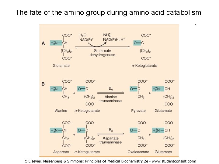The fate of the amino group during amino acid catabolism 