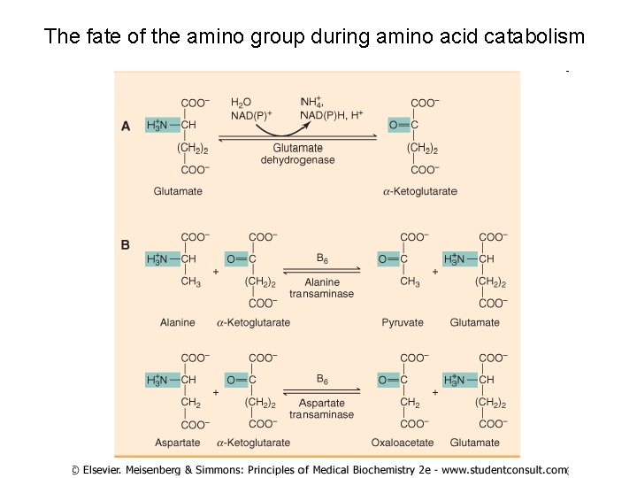 The fate of the amino group during amino acid catabolism The fate of the amino group during amino acid catabolism